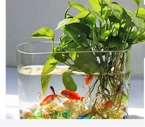 黃金葛養魚|探索黃金葛水耕養魚：創造完美的水中生態系統 – 植物盆栽綠寶典